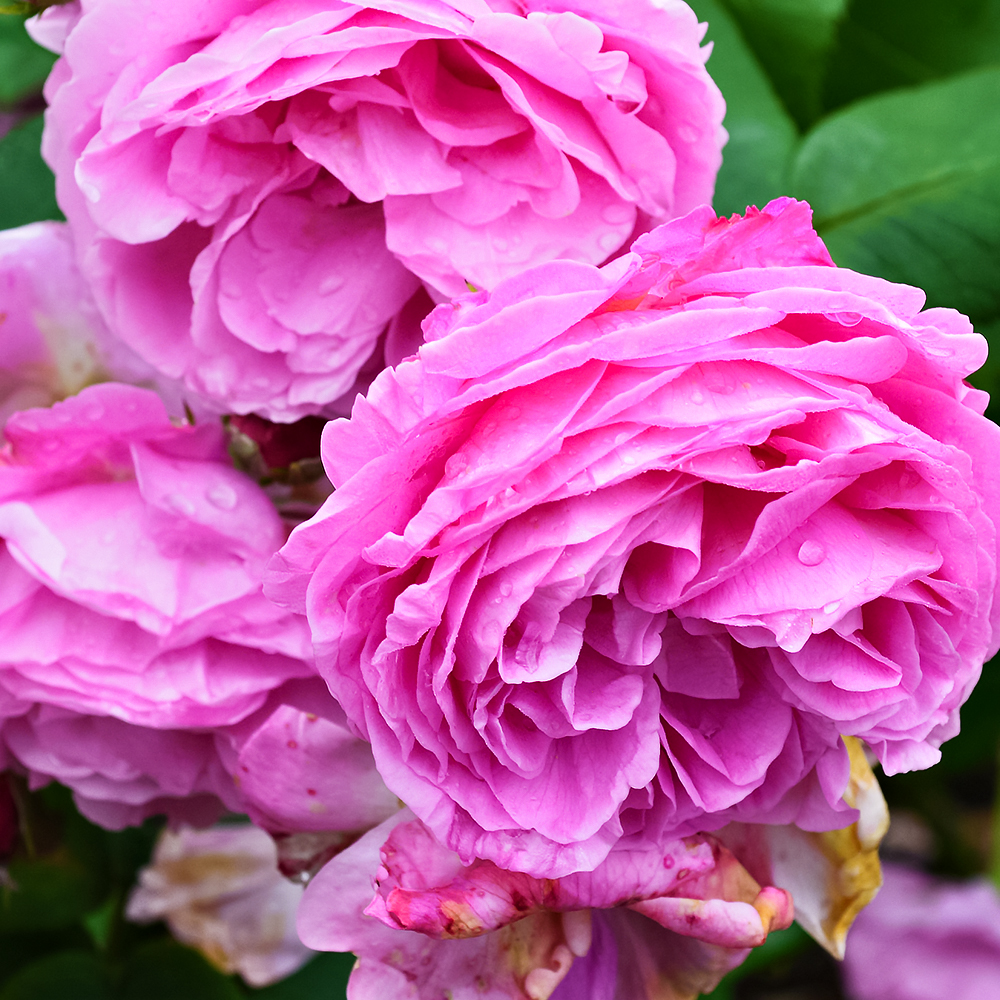 Роза плетистая для тени Луис Одьер