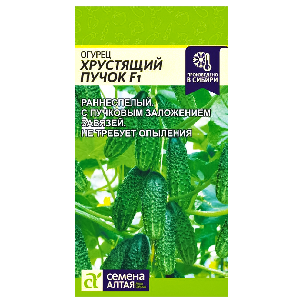 Огурец Хрустящий пучок F1 Семена Алтая № 1