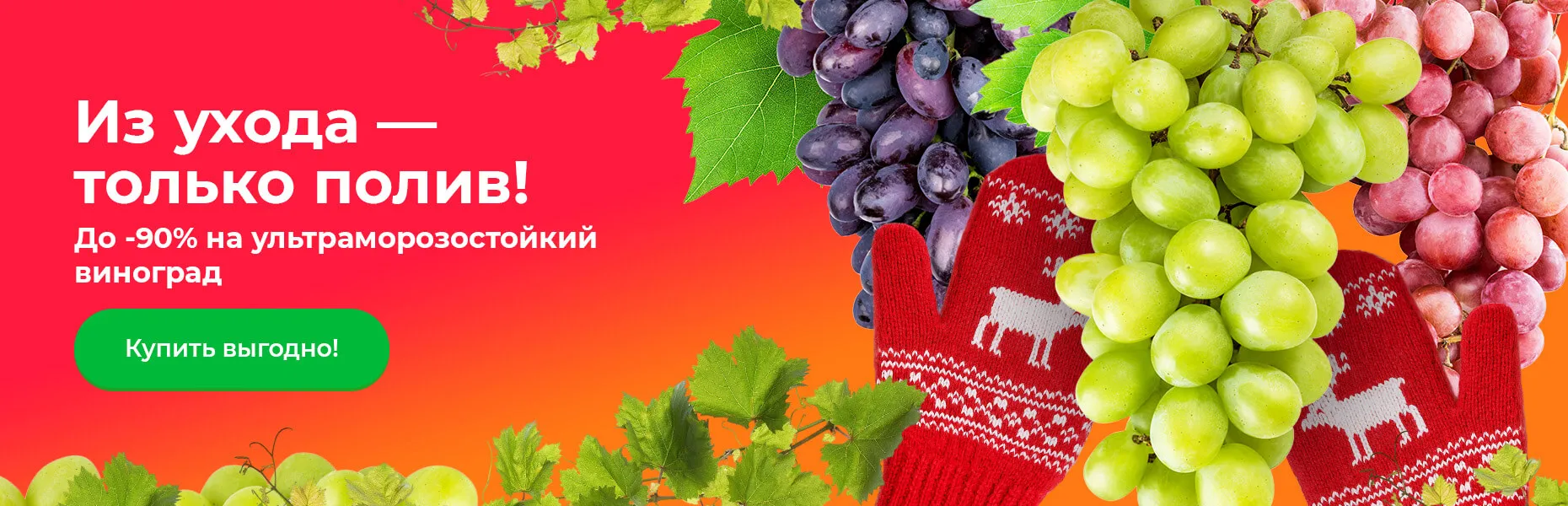 Из ухода — только полив! До -90% на ультраморозостойкий виноград