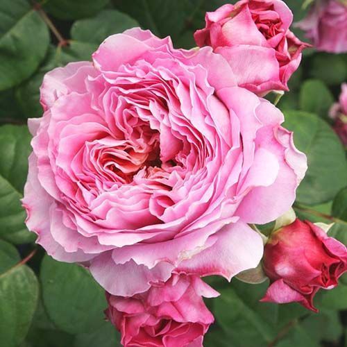 Роза чайно-гибридная Айсфогель