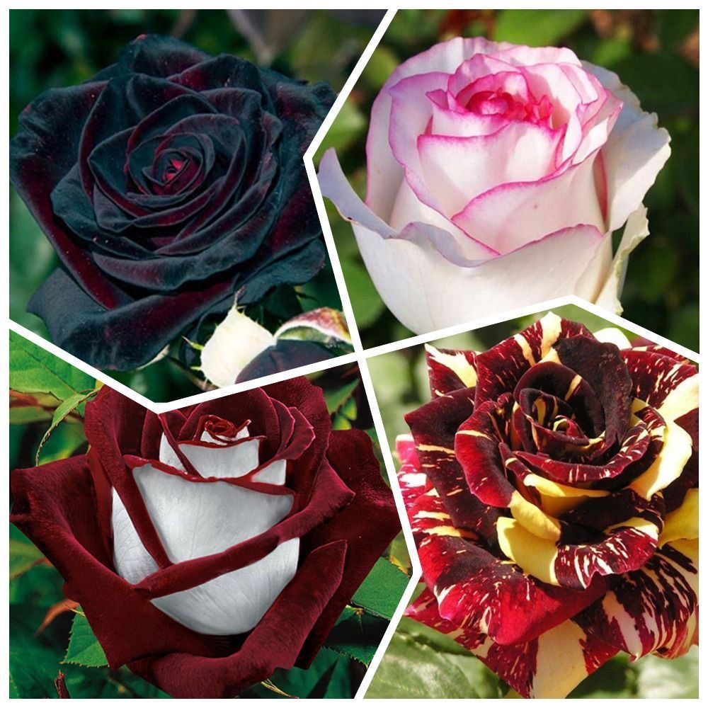 Сверхвыгода! Комплект чайно-гибридных роз "Красивые и неприхотливые" из 4 саженцев