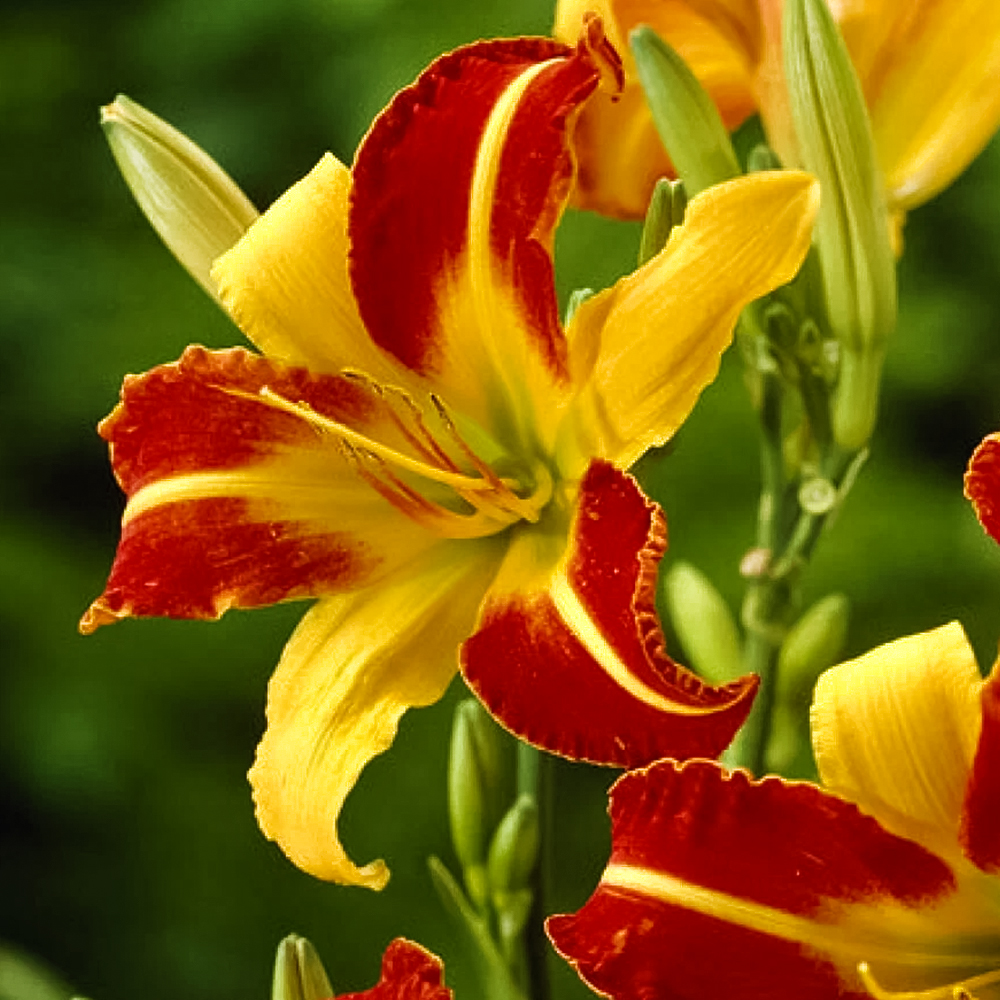 Лилейник Франс Халс