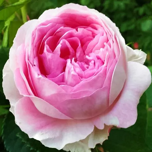 Роза флорибунда Везалиус