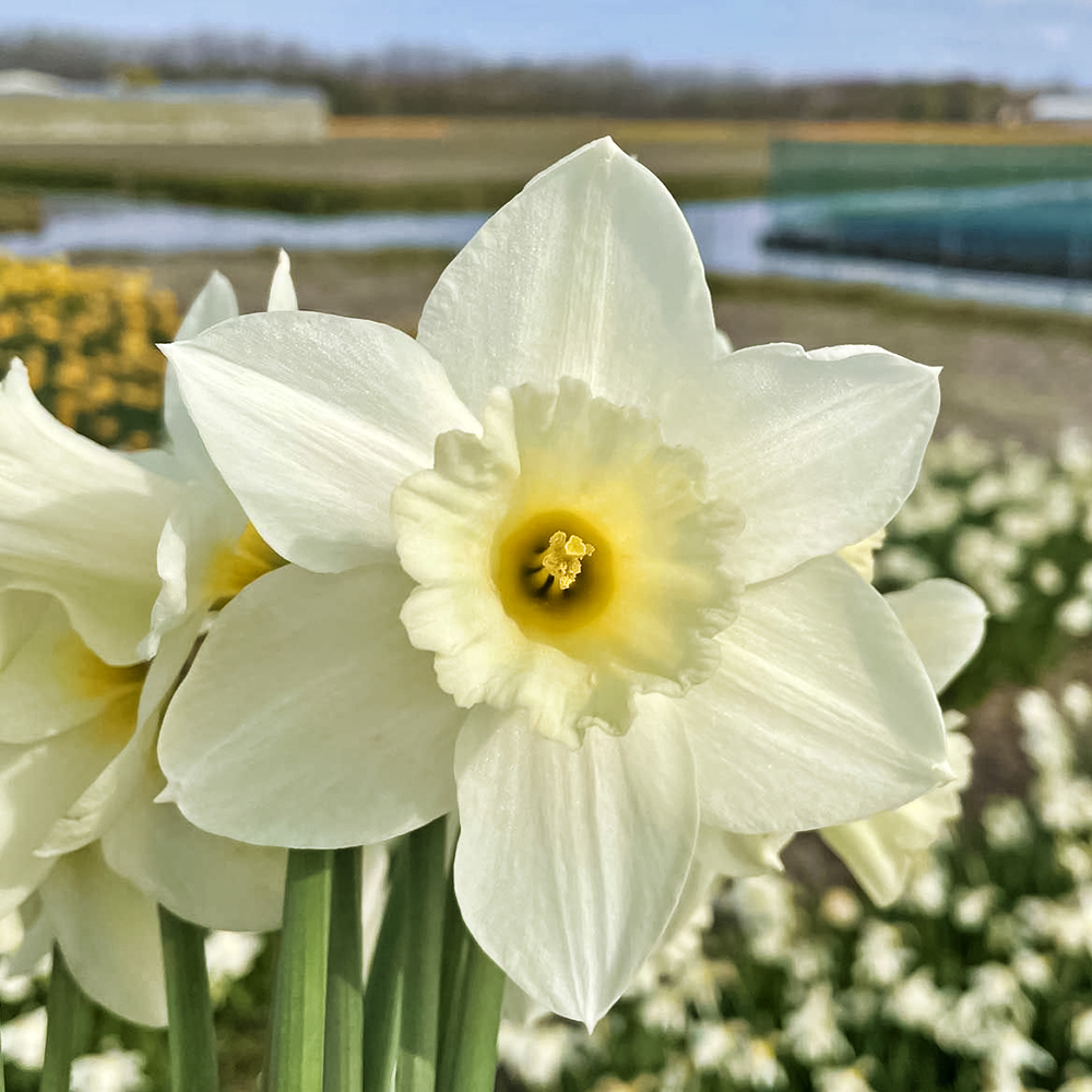 Нарцисс крупнокорончатый Дездемона № 1