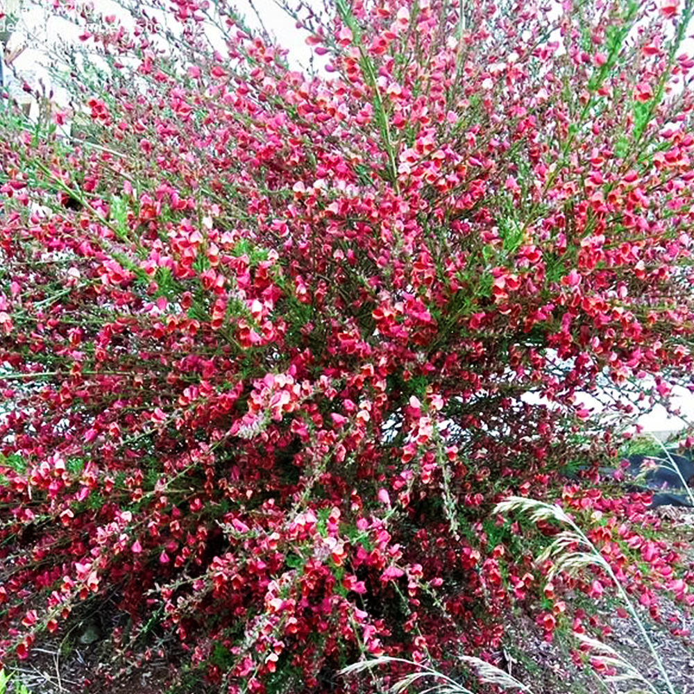 Ракитник ранний Моуклер Пинк № 1