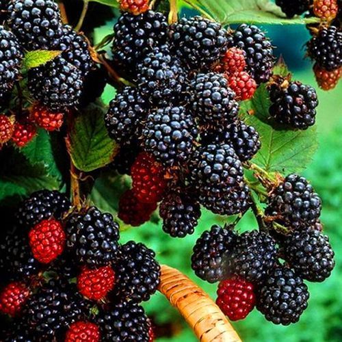 Малина черная Блэк Джевел № 1