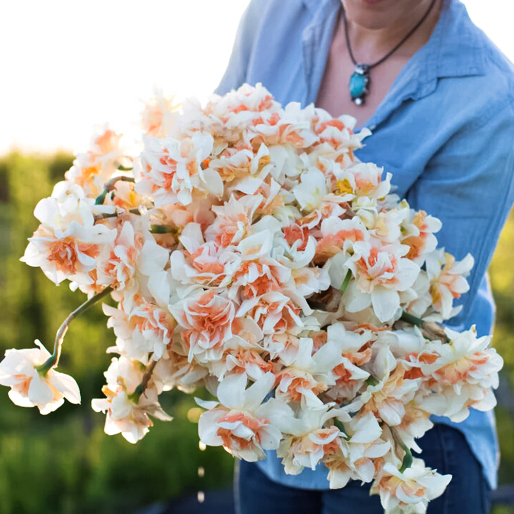 Нарцисс махровый Реплит № 1