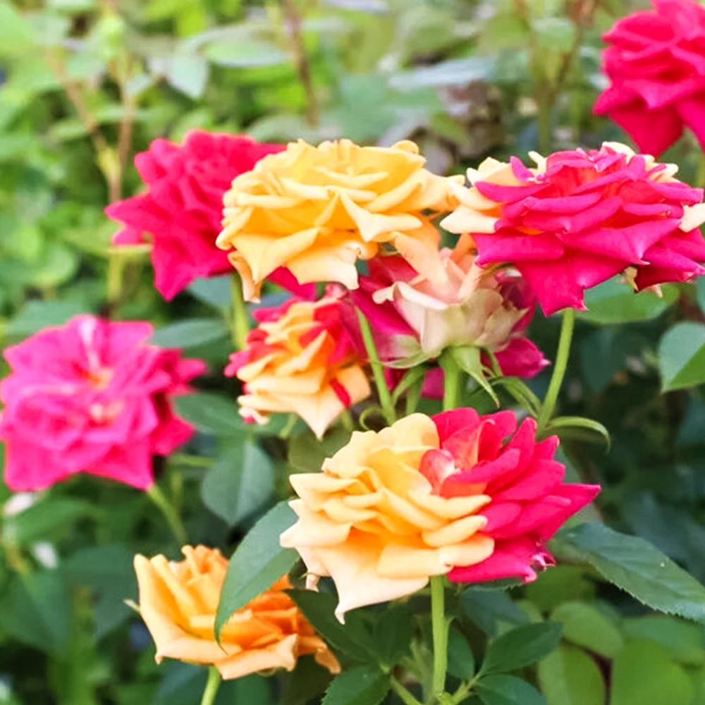 Роза спрей с переменчивой окраской Чили Клементина № 1