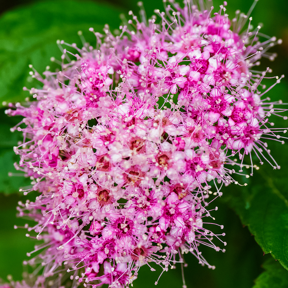 Спирея японская Литтл Принцесс № 1