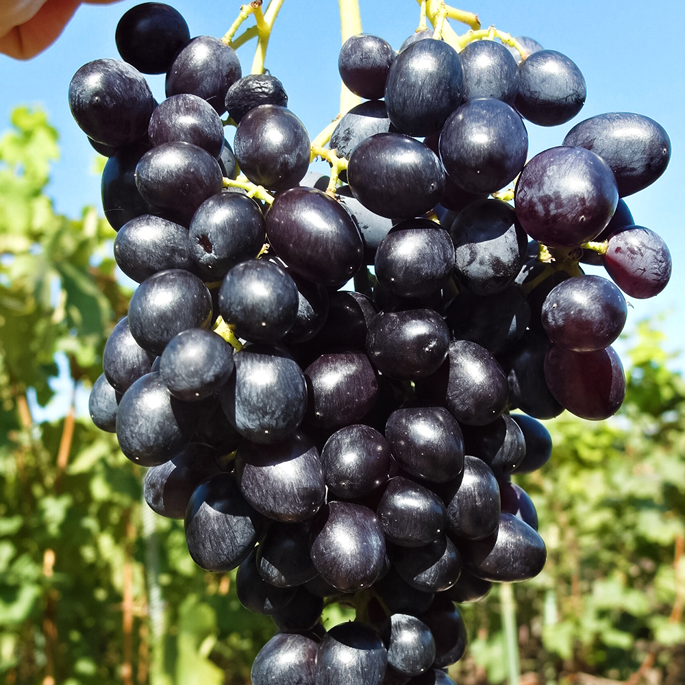 Виноград Кишмиш Парижские тайны № 1