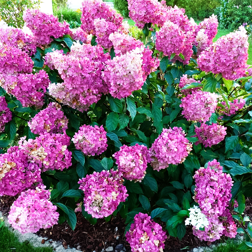 Гортензия метельчатая Сандей Фрайз № 1