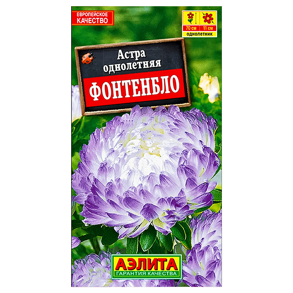 Астра пионовидная Фонтенбло Аэлита № 1