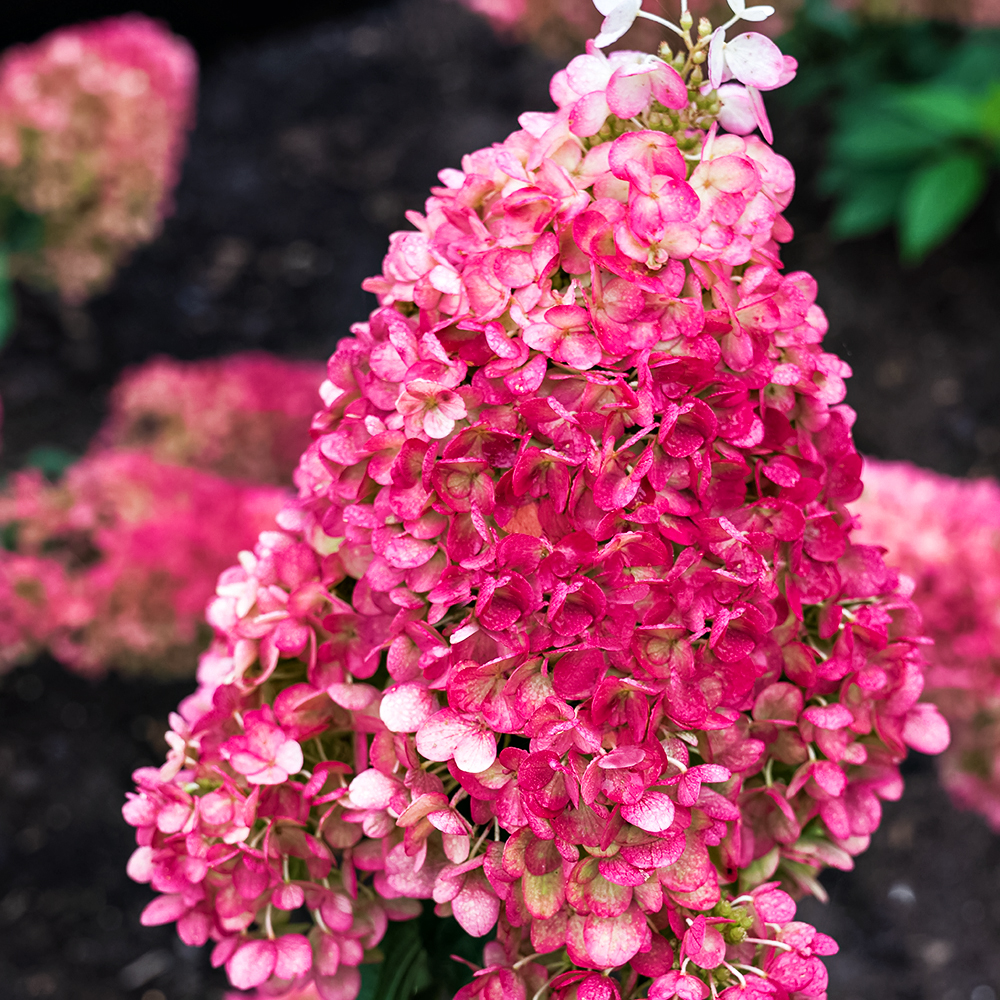 Гортензия метельчатая Строберри Блоссом № 1