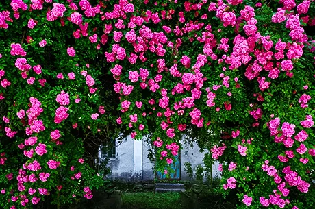 Посадка и выращивание плетистых роз