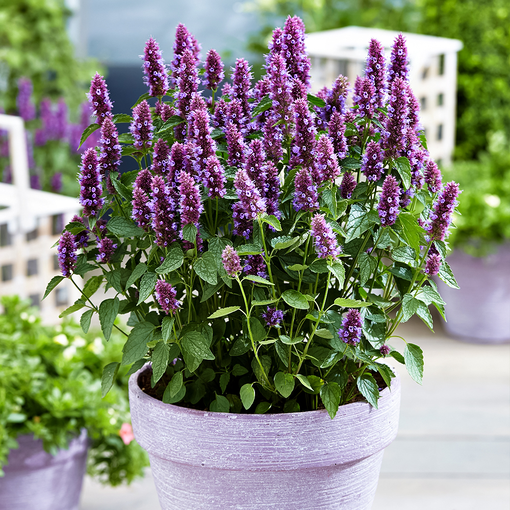 Агастахе (лофант) гибридный Билишес Перпл № 1