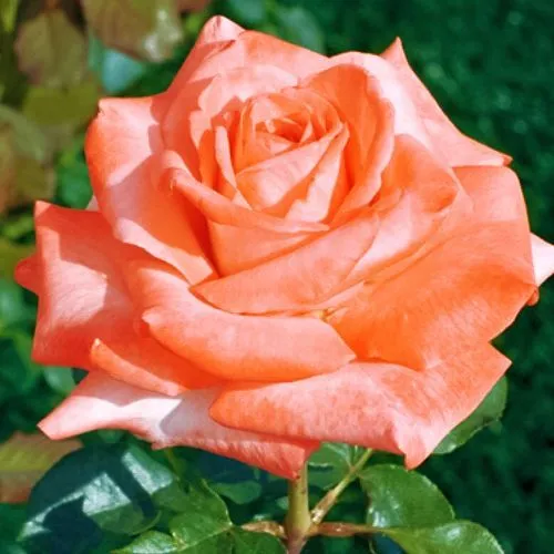 Роза чайно-гибридная Артур Рембо