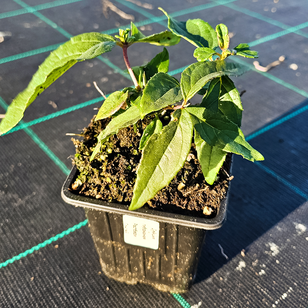 Дейция Распберри Сандей