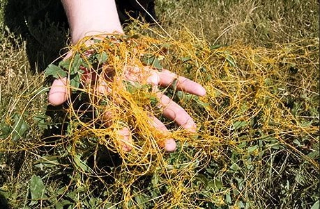 Повилика: как избавиться от этого сорняка?