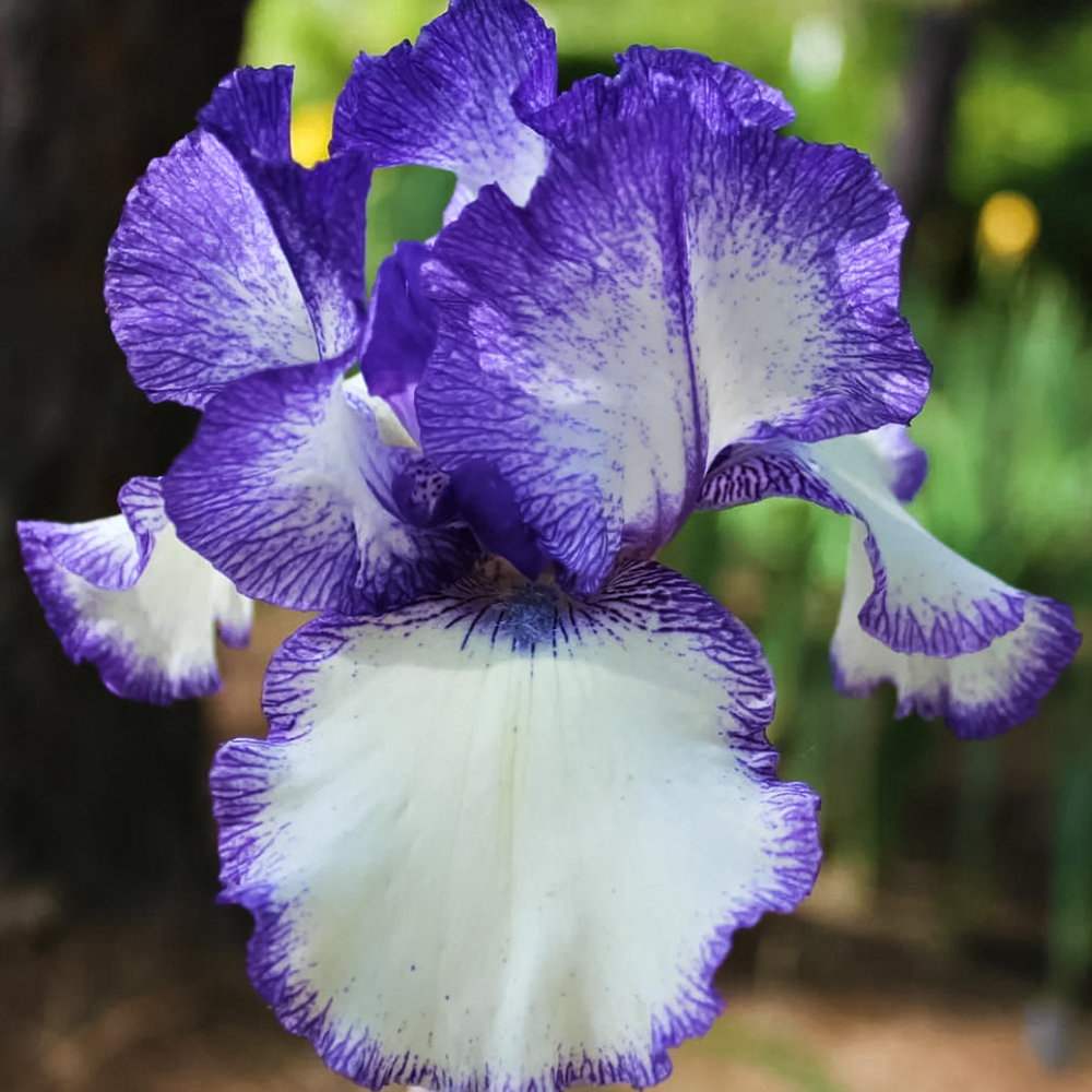 Ирис германский Блю Стаккато № 1