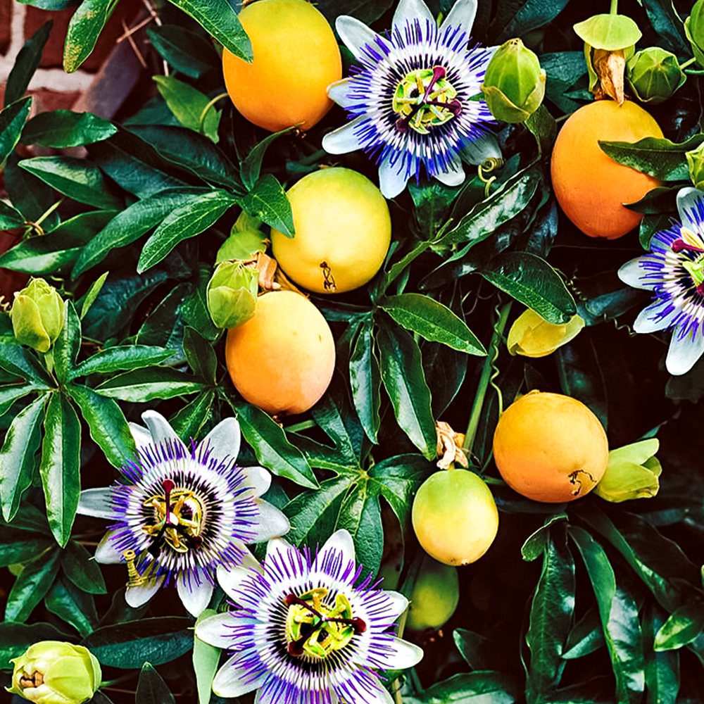 Маракуйя (пассифлора инкарната) Северная № 1