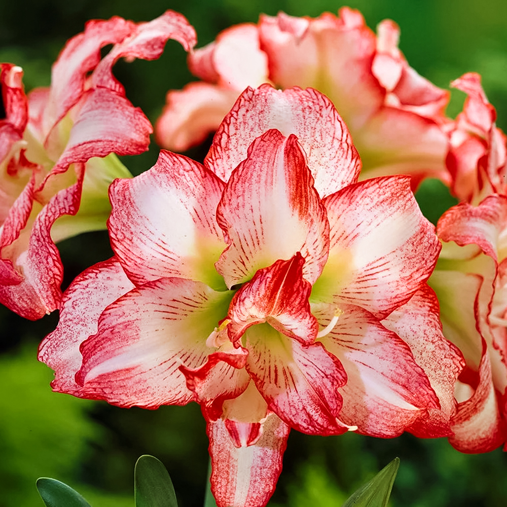 Амариллис (гиппеаструм) Дабл Рекорд № 1