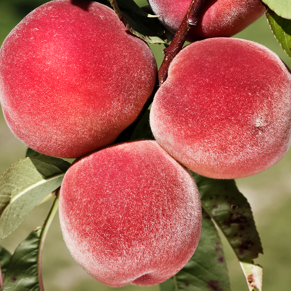 Персик для северного лета Харбингер № 1