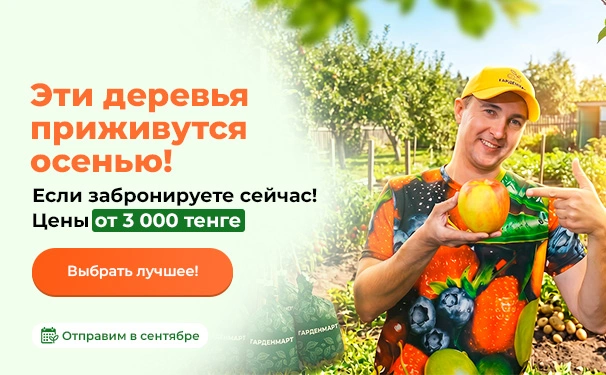 Эти деревья приживутся осенью! Если забронируете сейчас! Цены от 3000 тенге Отправим в сентябре