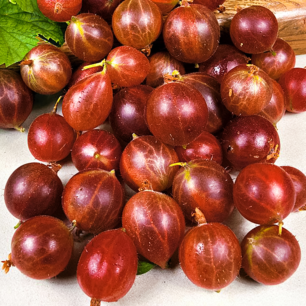 Крыжовник малошипный неприхотливый Олави № 1