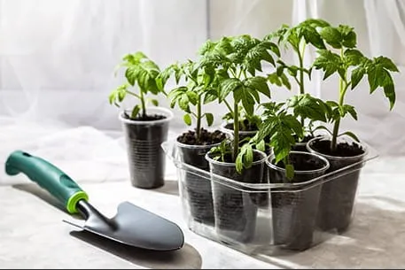 Почему рассада вянет: как предотвратить проблемы и сохранить растения