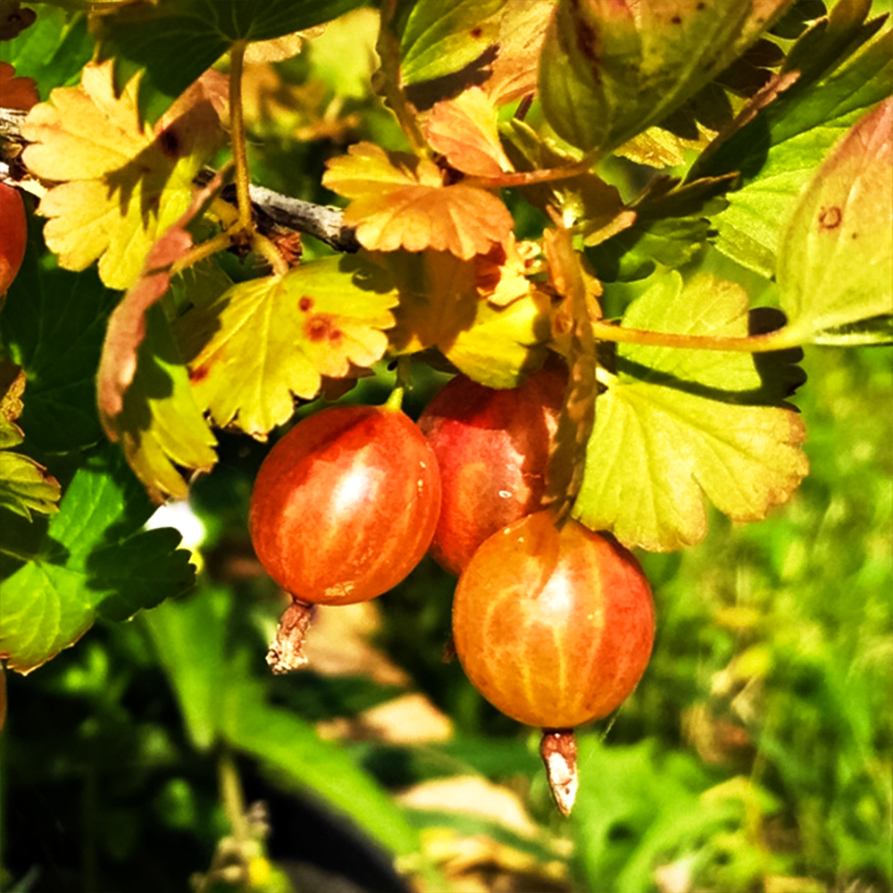 Крыжовник малошипный Персиковый № 1