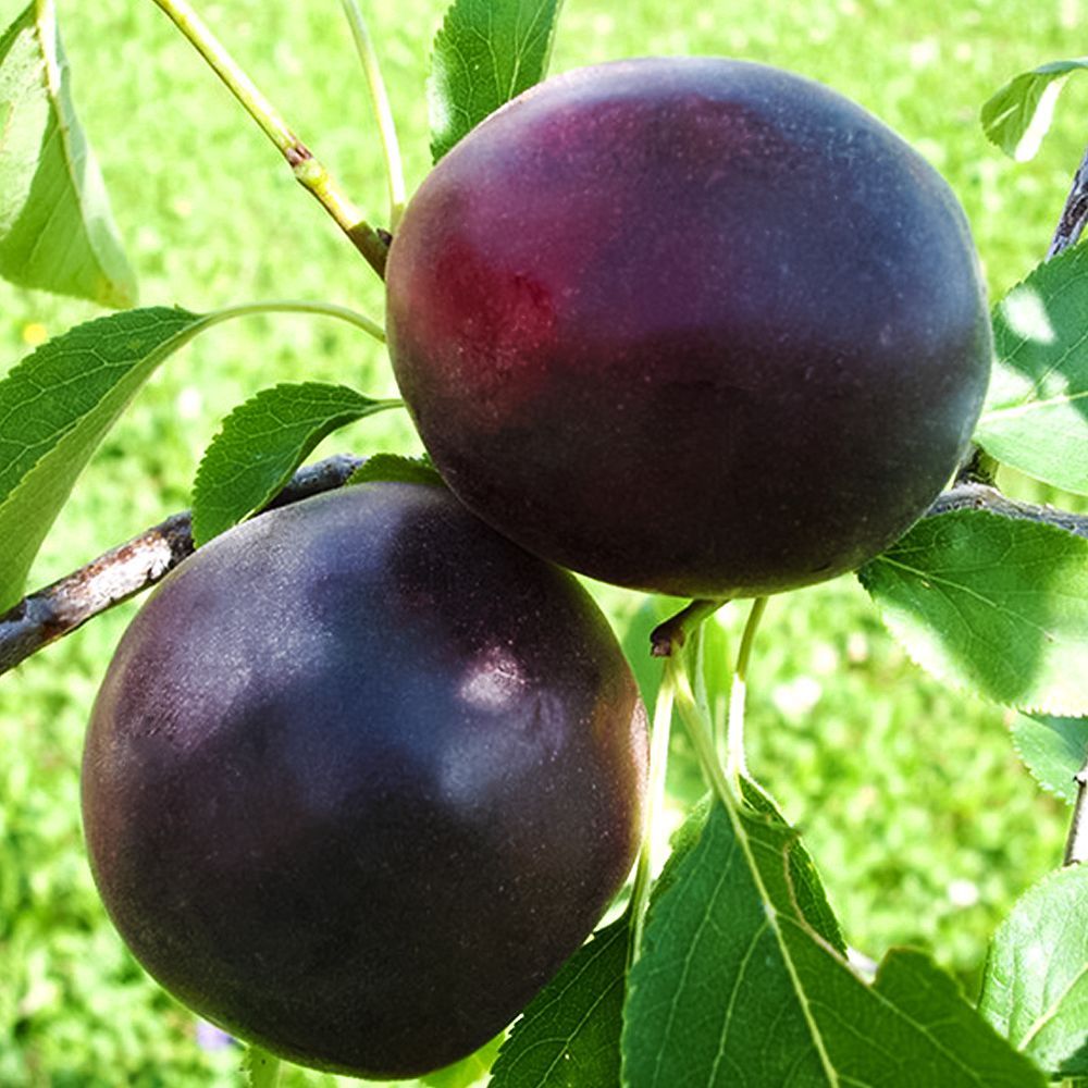 Плумкот (гибрид абрикоса и сливы) Колибри № 1