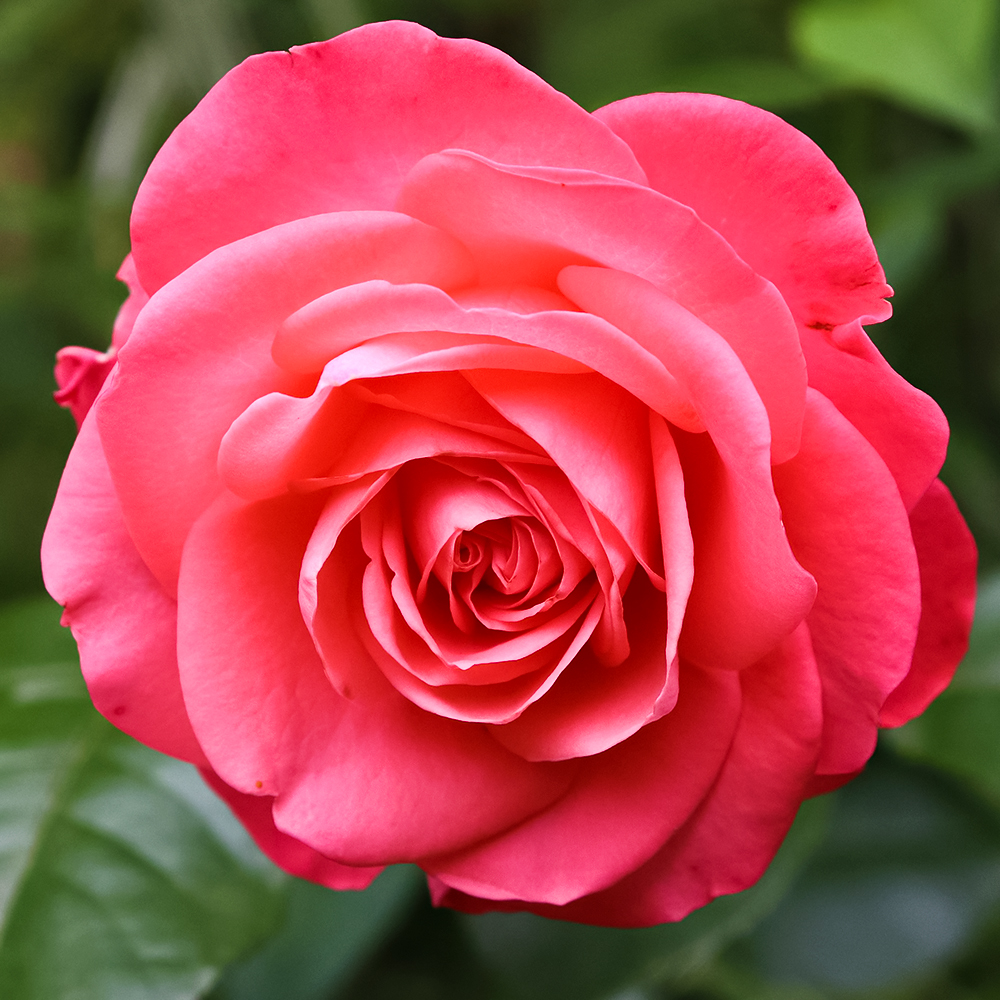 Роза флорибунда для жары и засухи Шакенборг