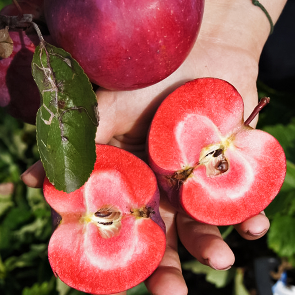 Яблоня со вкусом клубники и смородины Вампира № 1
