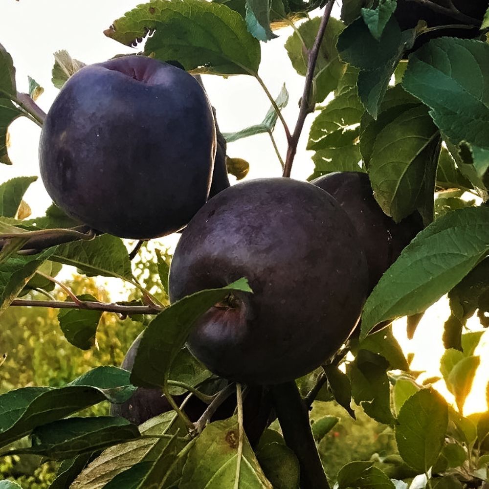 Яблоня Черный бриллиант (Алмаз)