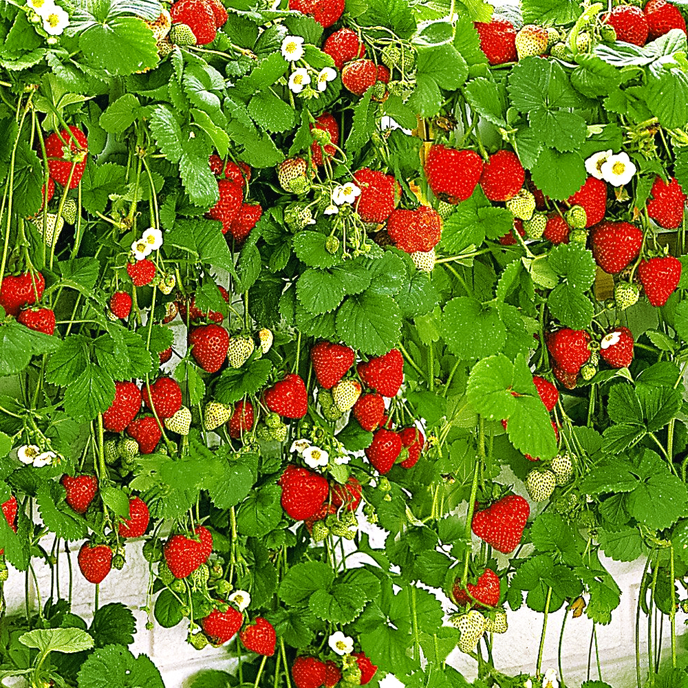 Земляника ремонтантная (крупноплодная) ампельная Сирафин, 5 саж.