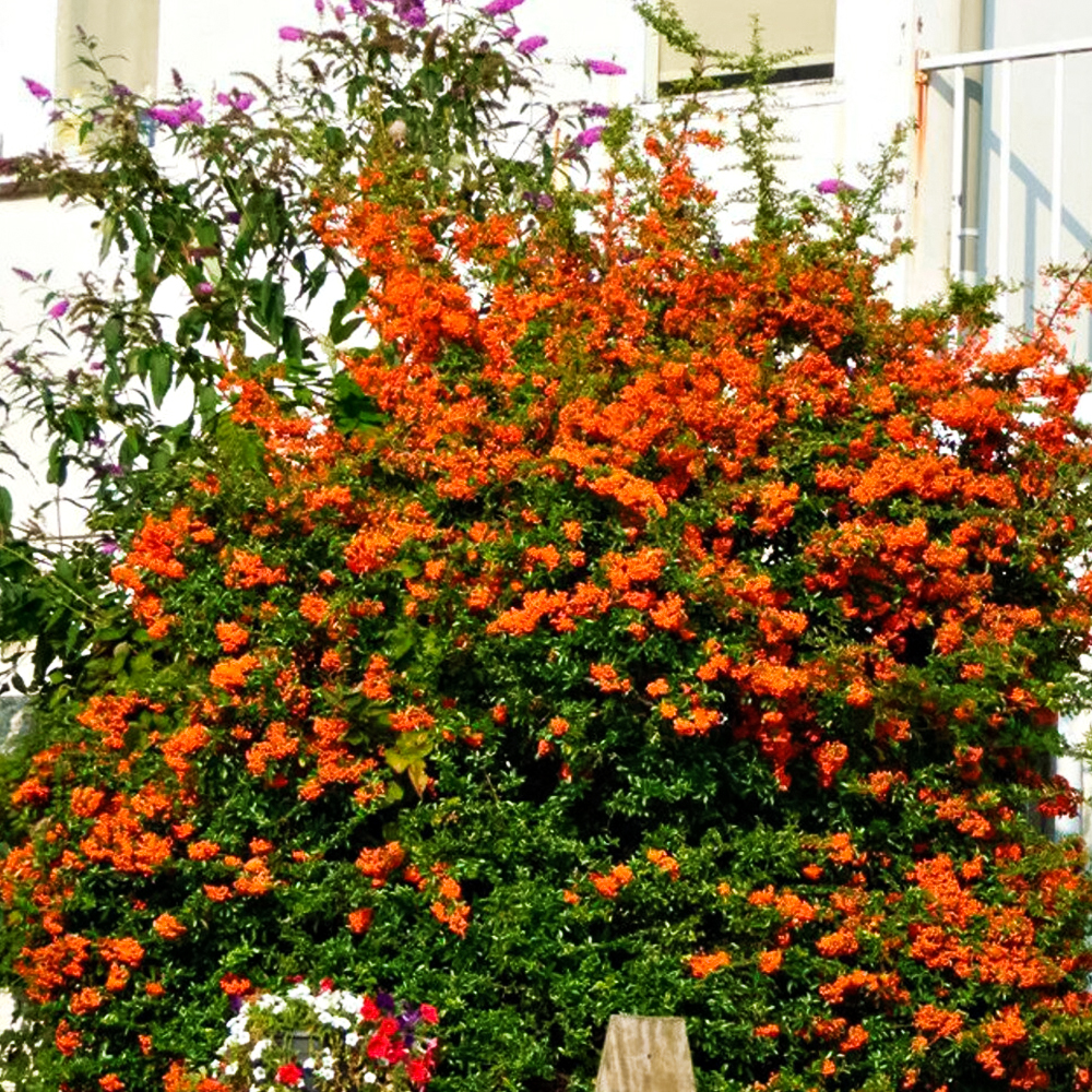 Пираканта неприхотливая Оранж Чармер № 1