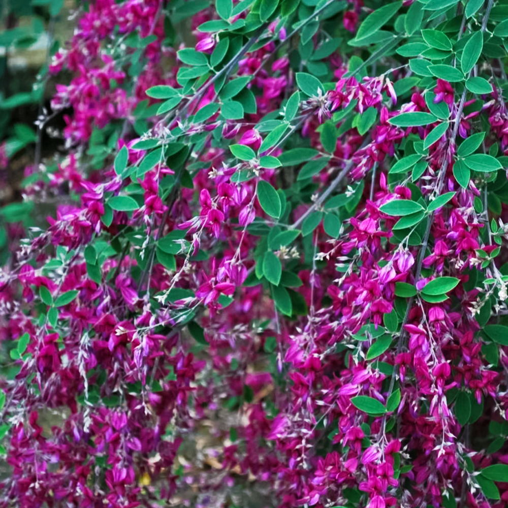 Леспедеца двуцветная ультраморозостойкая № 1