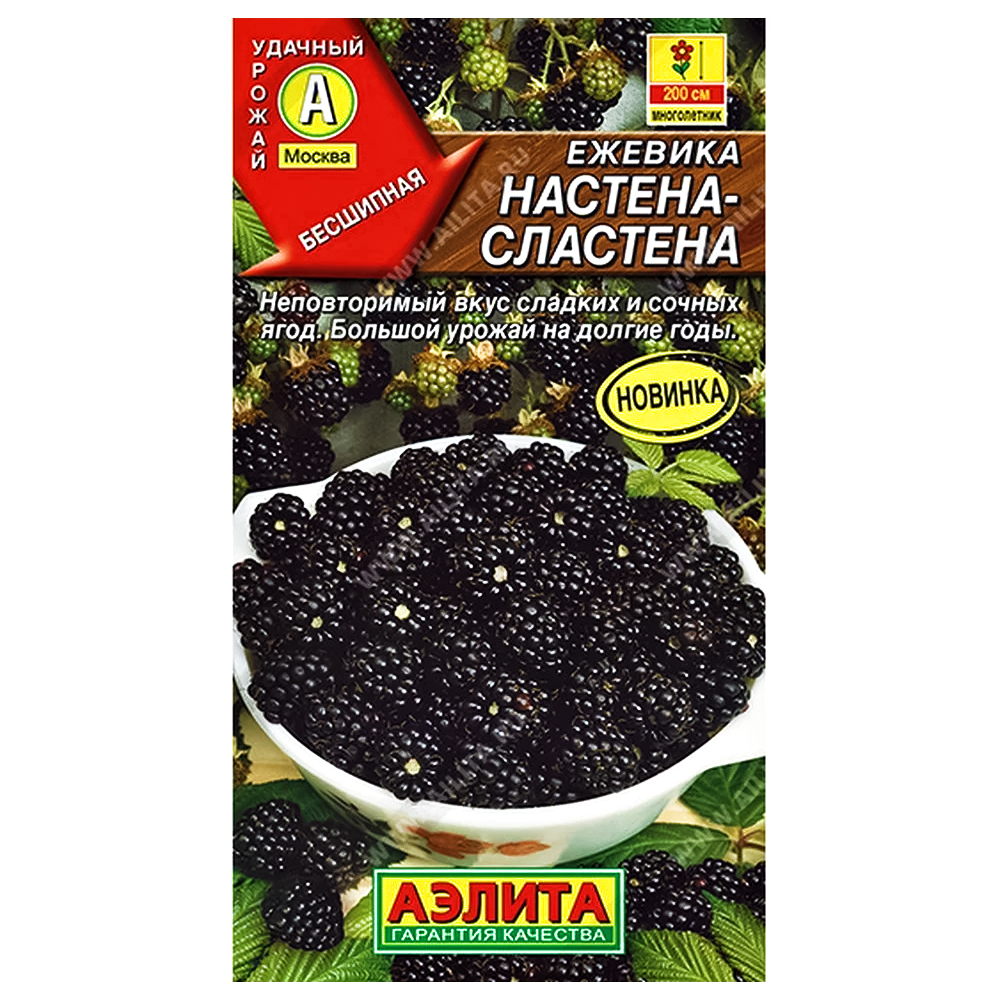 Ежевика Настена-сластена Аэлита № 1