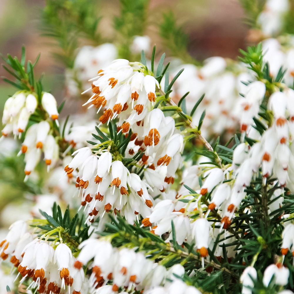 Эрика Вайт Глоу № 1