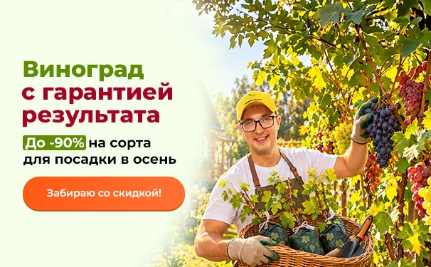 Виноград с гарантией результата! До -90% на сорта для посадки в осень