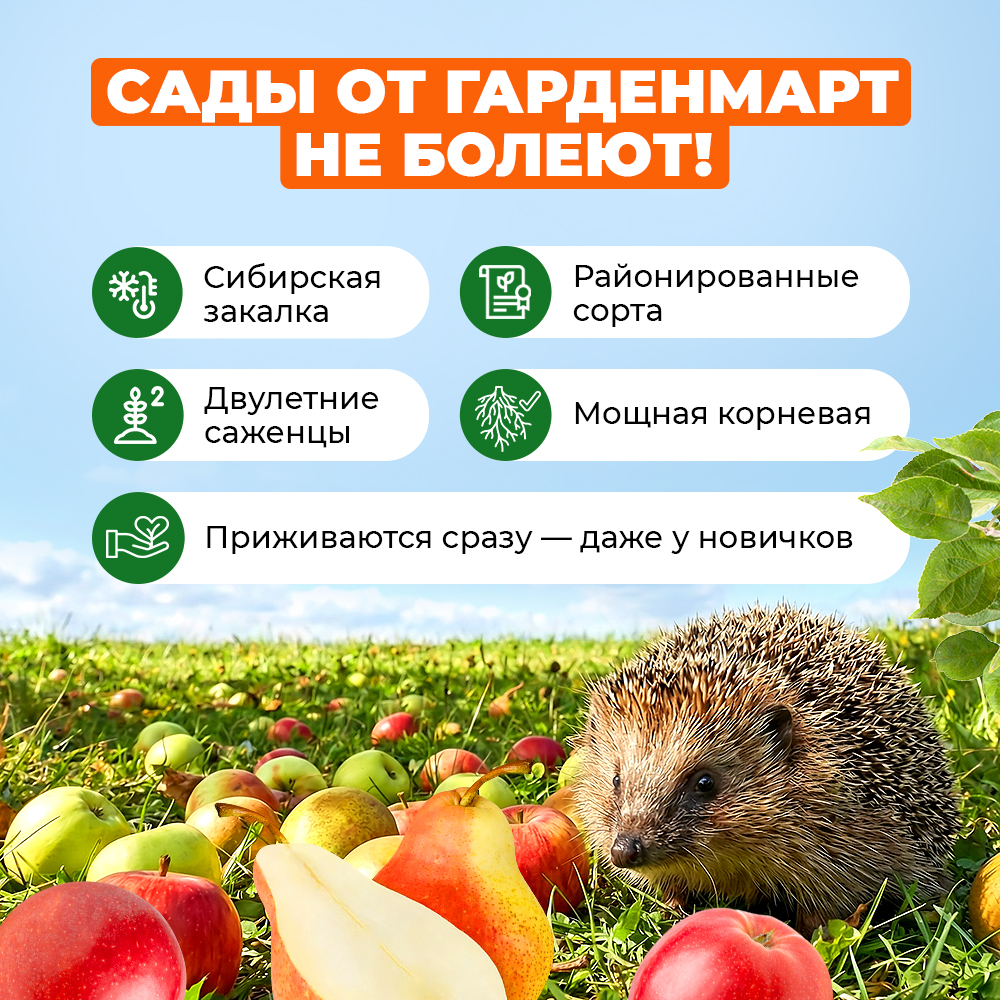 Космос махровый Желтый ковер Евросемена