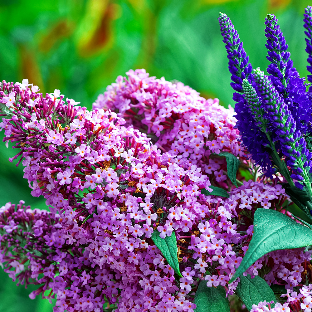 Буддлея Давида раннецветущая Пинк Пантер № 1