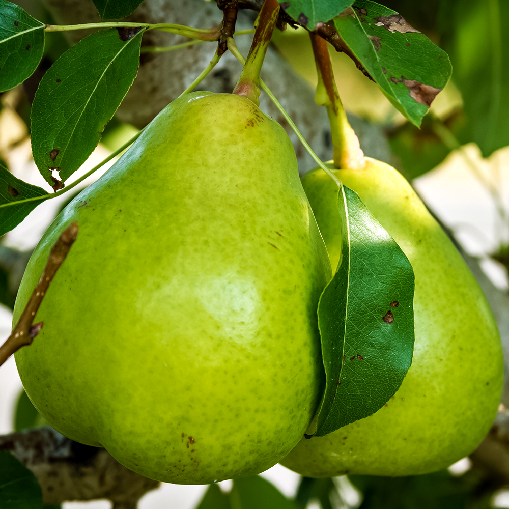 Груша пирамидальная Красноярская крупная № 1