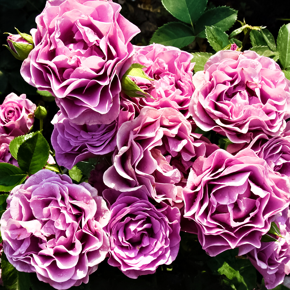 Роза флорибунда супервыносливая Терра Лимбургия № 1