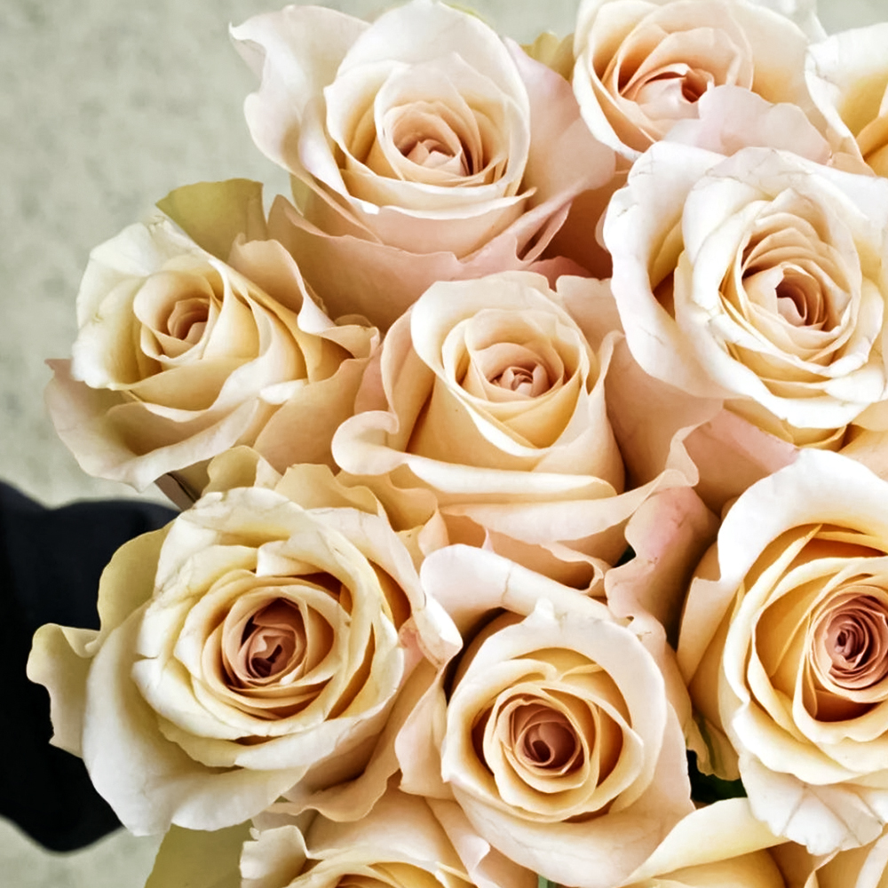 Роза чайно-гибридная с изысканным ароматом Брут № 1