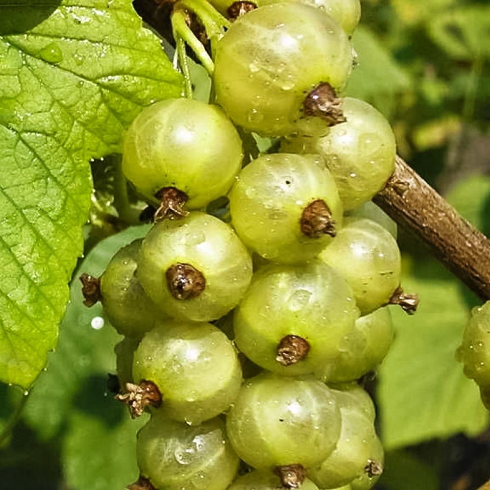 Смородина зеленоплодная для севера Снежная королева № 1