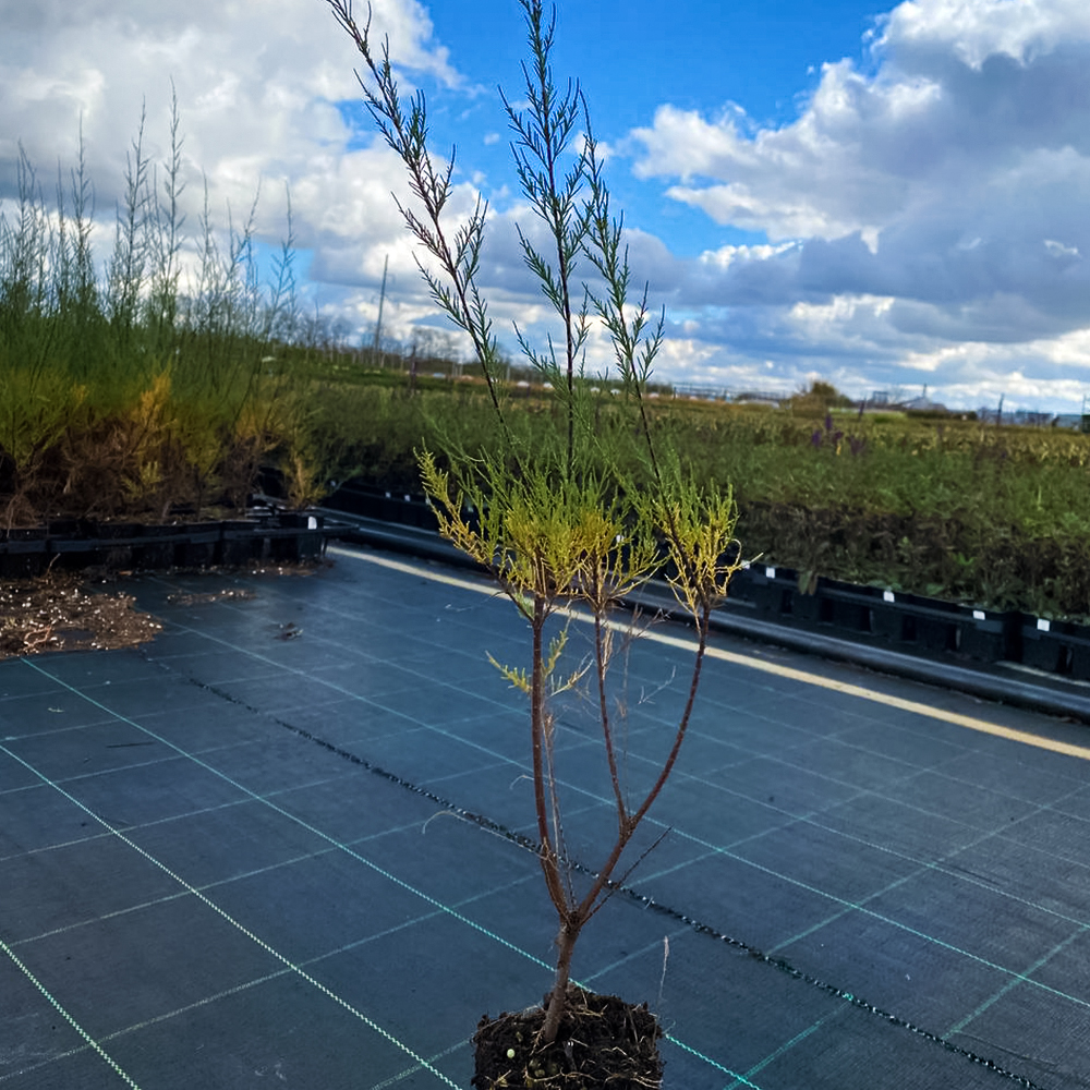 Тамарикс ветвистый морозостойкий Рубра