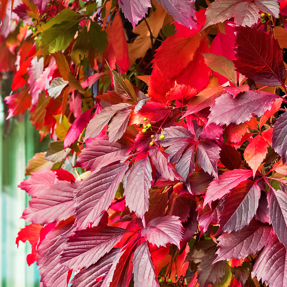 Виноград девичий пятилисточковый красный № 1