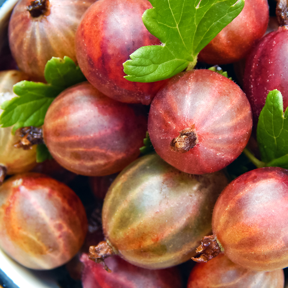 Крыжовник легкорастущий Американский горный № 1