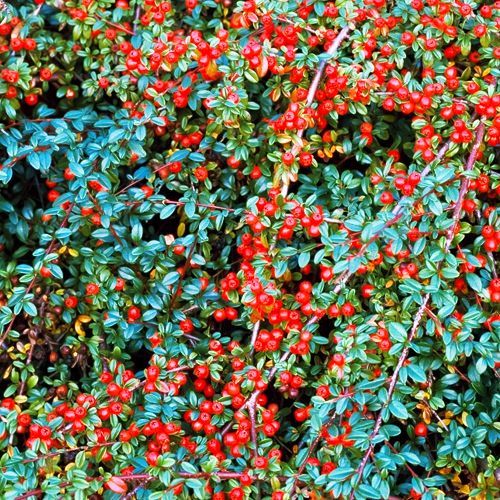 Кизильник гибридный Корал Бьюти № 1